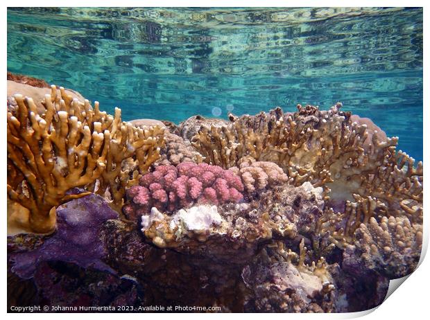 The Amazing And Healthy Corals In The Red Sea Print by Johanna Hurmerinta