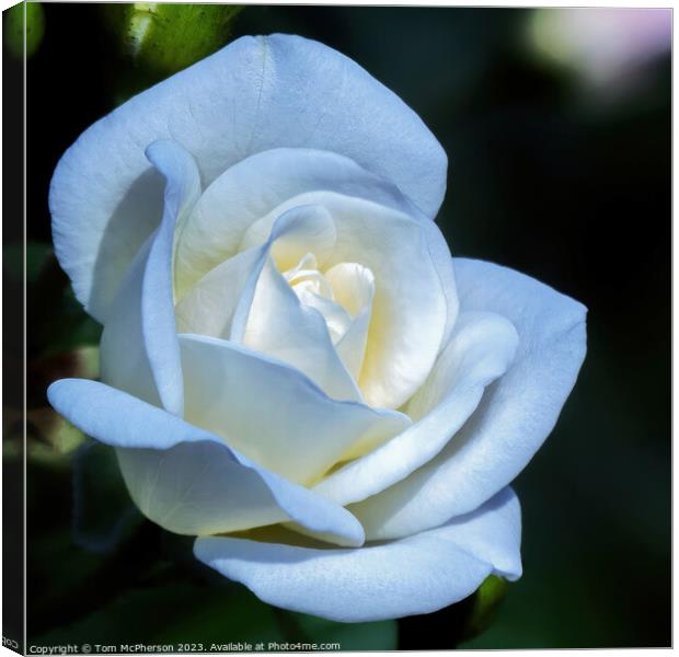 Innocence Embodied: The Snow-White Rose Canvas Print by Tom McPherson