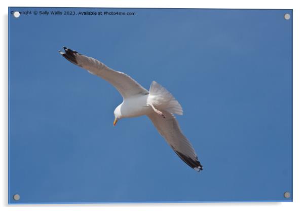 Seagull soaring Acrylic by Sally Wallis