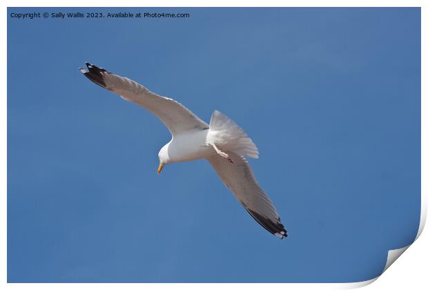 Seagull soaring Print by Sally Wallis