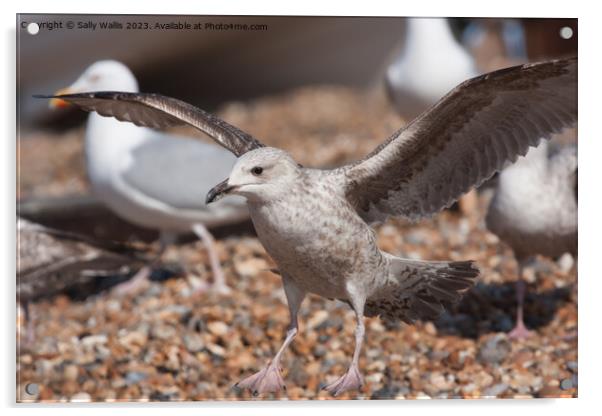 Herring gull landing Acrylic by Sally Wallis