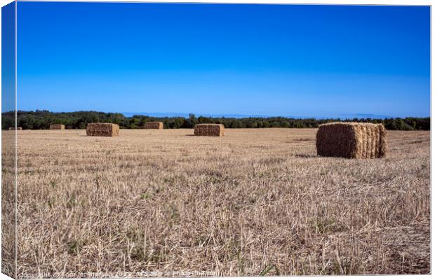 Harvest Bales  at Duffus Canvas Print by Tom McPherson