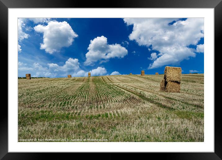 Golden Harvest at Lossiemouth Fields Framed Mounted Print by Tom McPherson