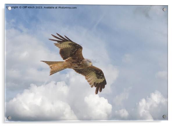 Red Kite in Flight Acrylic by Cliff Kinch