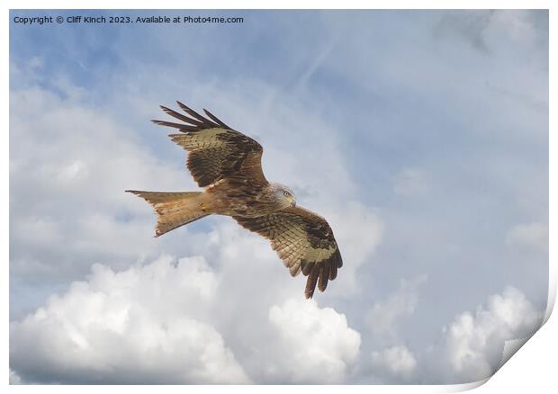 Red Kite in Flight Print by Cliff Kinch
