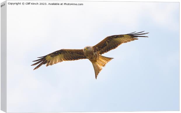 Red Kite in flight Canvas Print by Cliff Kinch