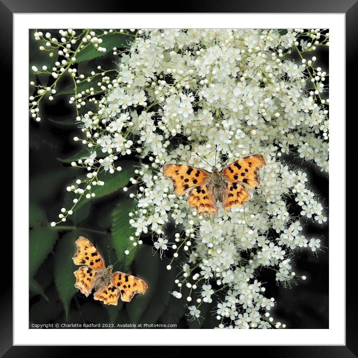 Enchanting Dance of Comma Butterflies Framed Mounted Print by Charlotte Radford