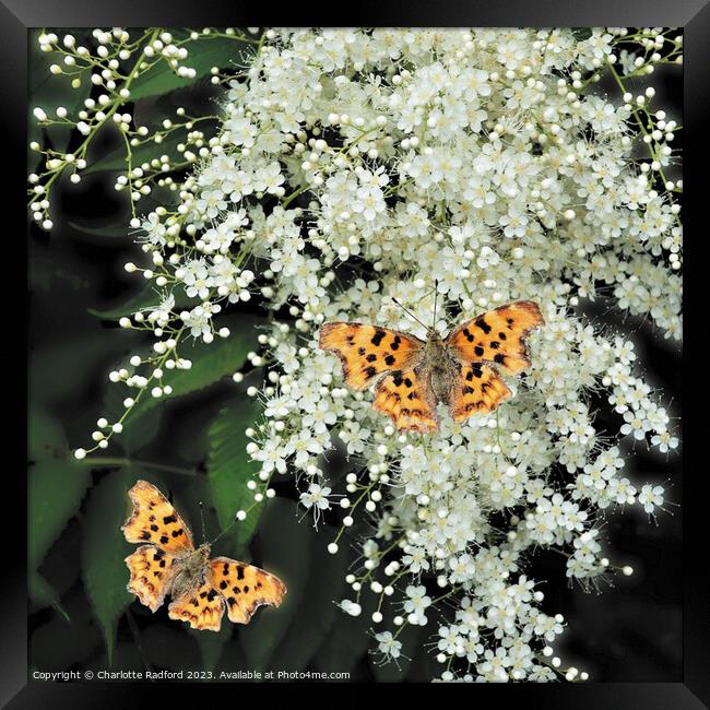Enchanting Dance of Comma Butterflies Framed Print by Charlotte Radford