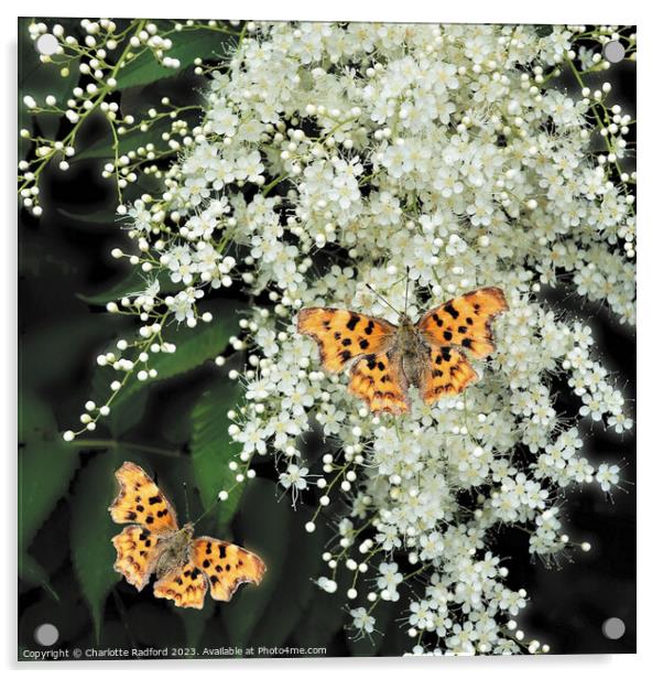 Enchanting Dance of Comma Butterflies Acrylic by Charlotte Radford