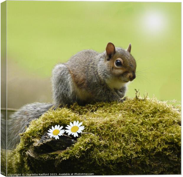 Sunlit Squirrel On Mossy Stone Canvas Print by Charlotte Radford