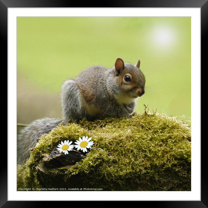Sunlit Squirrel On Mossy Stone Framed Mounted Print by Charlotte Radford