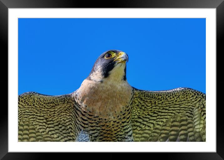 Peregrine Falcon close up 1 Framed Mounted Print by Helkoryo Photography