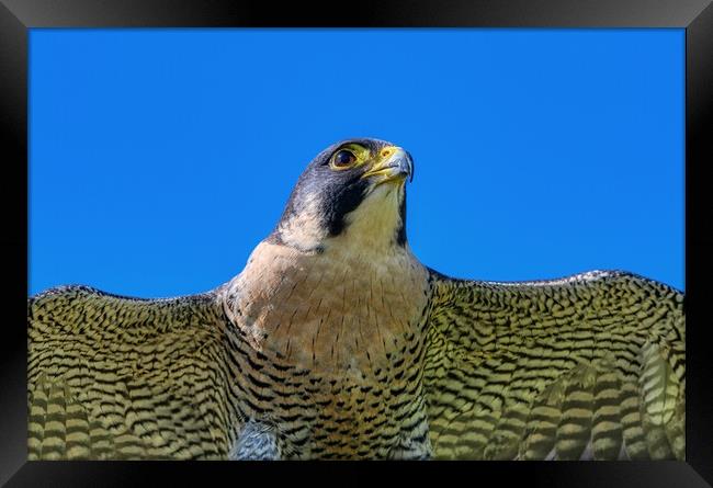 Peregrine Falcon close up 1 Framed Print by Helkoryo Photography