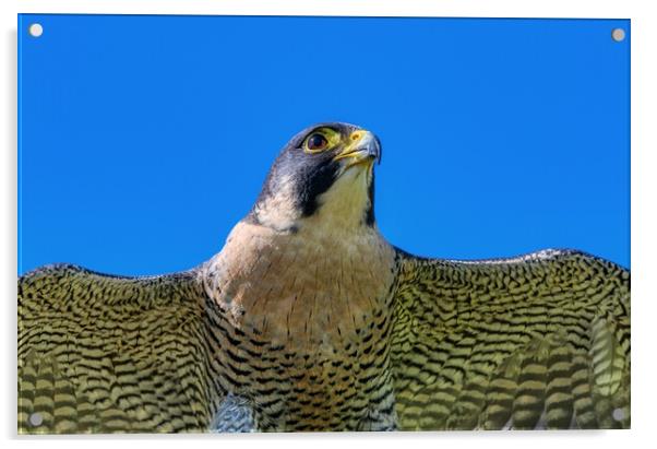 Peregrine Falcon close up 1 Acrylic by Helkoryo Photography