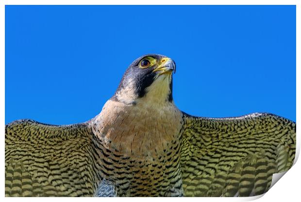 Peregrine Falcon close up 1 Print by Helkoryo Photography