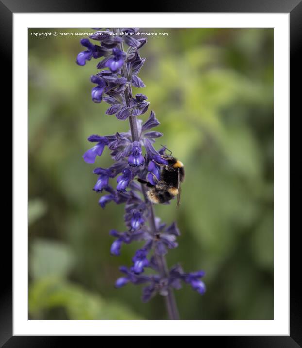 Lavender Flower Framed Mounted Print by Martin Newman