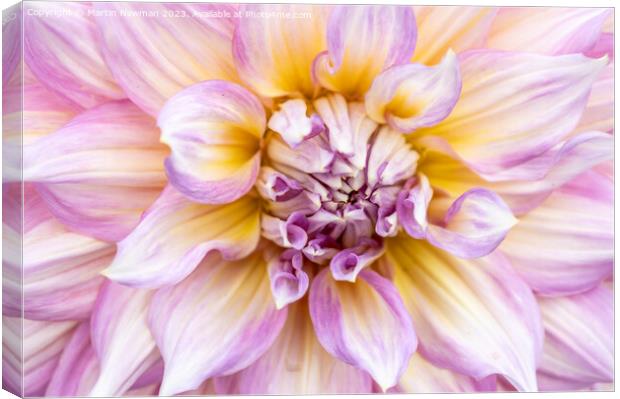 Pink Dahlia Petals Canvas Print by Martin Newman