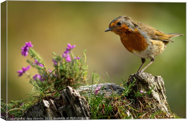Encountering the Enchanting Robin Canvas Print by nick coombs