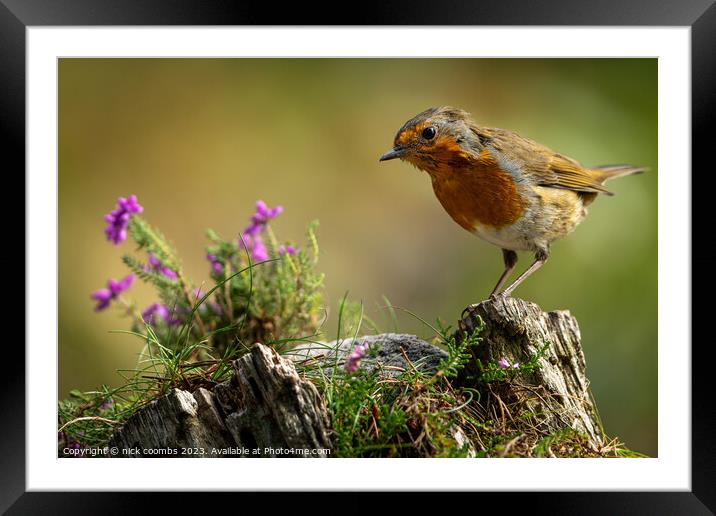 Encountering the Enchanting Robin Framed Mounted Print by nick coombs