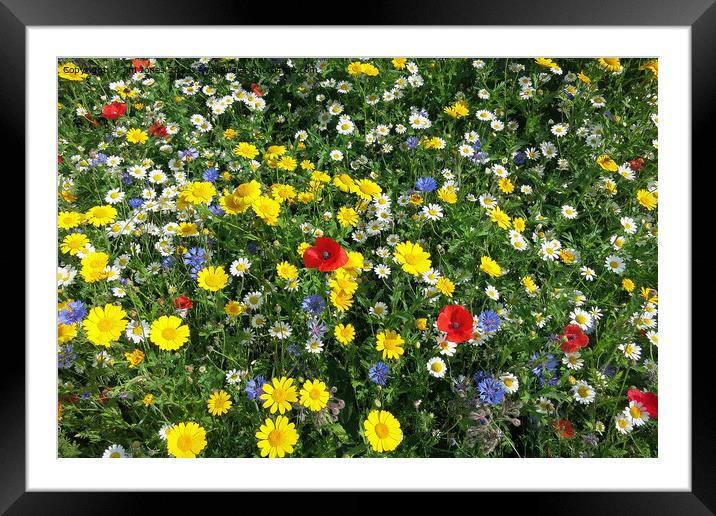 Full frame of Wild Flowers Framed Mounted Print by Jim Jones