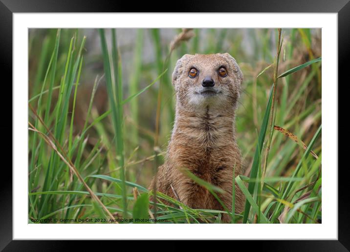 Yellow Mongoose Framed Mounted Print by Gemma De Cet
