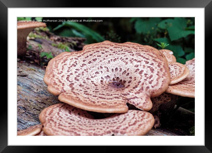 'Giant Fungus Among Us: Cerioporus Squamosus' Framed Mounted Print by Tom McPherson