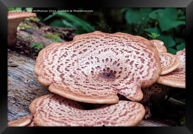 'Giant Fungus Among Us: Cerioporus Squamosus' Framed Print by Tom McPherson