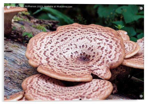 'Giant Fungus Among Us: Cerioporus Squamosus' Acrylic by Tom McPherson