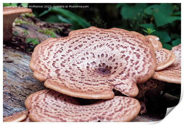 'Giant Fungus Among Us: Cerioporus Squamosus' Print by Tom McPherson