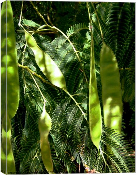 Mimosa seed pods Canvas Print by Stephanie Moore