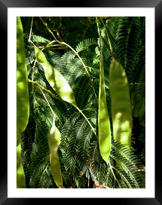 Mimosa seed pods Framed Mounted Print by Stephanie Moore