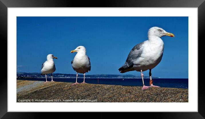 Three Seagulls waiting for next opportunity Framed Mounted Print by Michael Hopes