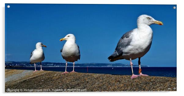 Three Seagulls waiting for next opportunity Acrylic by Michael Hopes