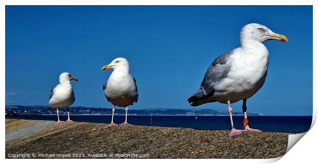 Three Seagulls waiting for next opportunity Print by Michael Hopes