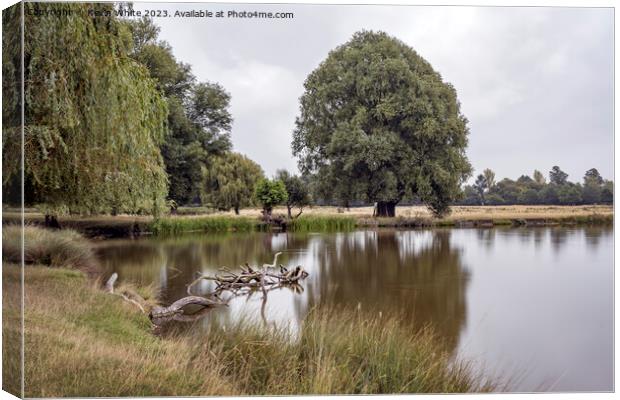 Calm still waters at Bushy Park ponds Canvas Print by Kevin White