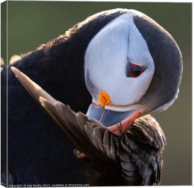 Preening puffin Canvas Print by Kay Roxby
