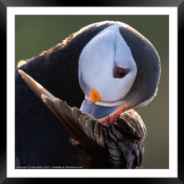 Preening puffin Framed Mounted Print by Kay Roxby