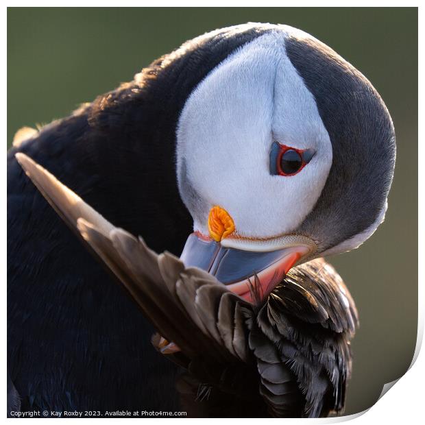 Preening puffin Print by Kay Roxby
