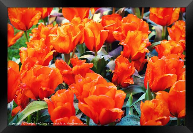 Crimson Blooms - CR2305-9175-ORT Framed Print by Jordi Carrio