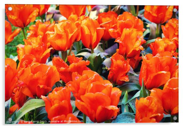 Crimson Blooms - CR2305-9175-ORT Acrylic by Jordi Carrio