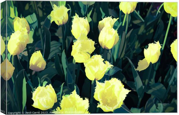 Detail of yellow tulips - CR2305-9186-ABS Canvas Print by Jordi Carrio