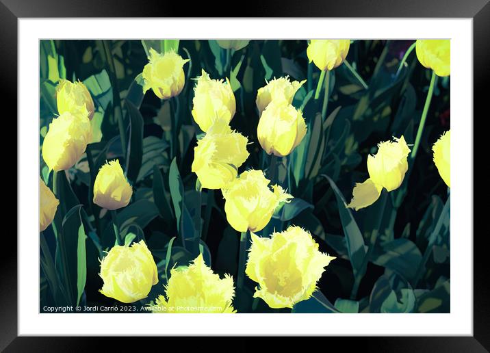 Detail of yellow tulips - CR2305-9186-ABS Framed Mounted Print by Jordi Carrio