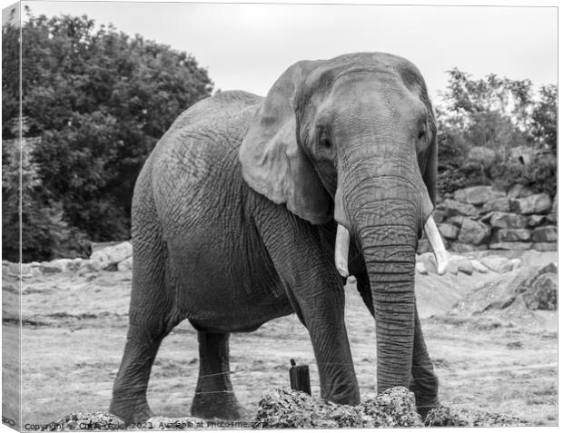 Portrait of an African elephant Canvas Print by Chris Yaxley