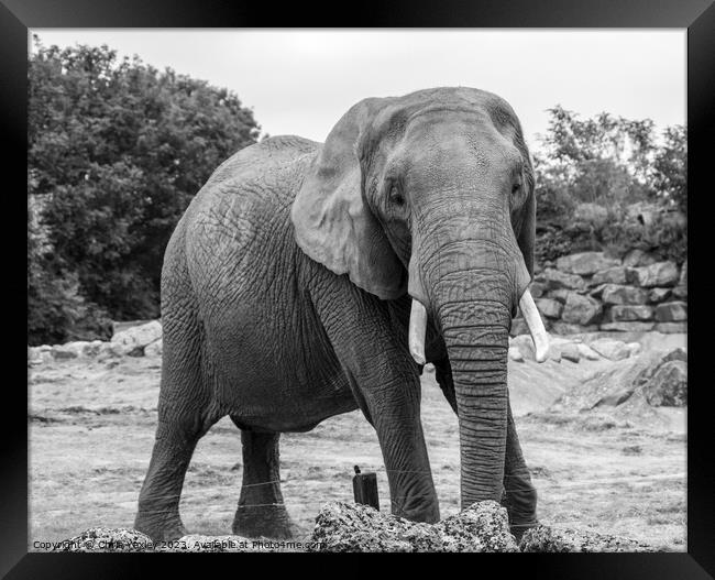 Portrait of an African elephant Framed Print by Chris Yaxley