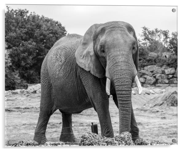 Portrait of an African elephant Acrylic by Chris Yaxley