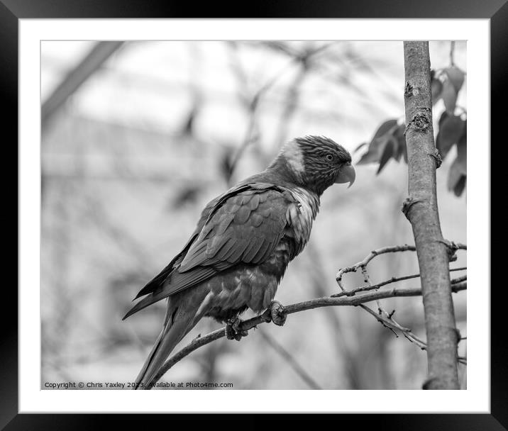 Black and white photo of a Rainbow Lorikeet perching in a tree Framed Mounted Print by Chris Yaxley