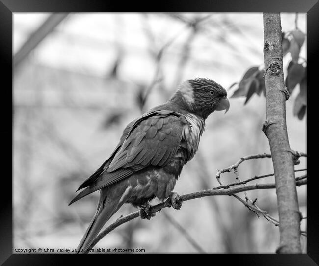 Black and white photo of a Rainbow Lorikeet perching in a tree Framed Print by Chris Yaxley