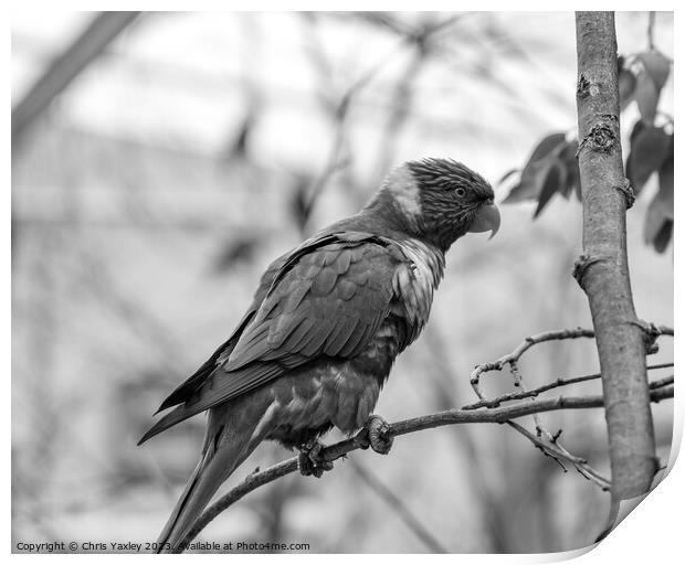 Black and white photo of a Rainbow Lorikeet perching in a tree Print by Chris Yaxley