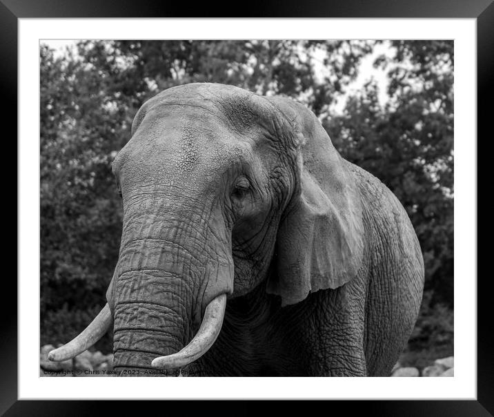 Portrait of African elephant Framed Mounted Print by Chris Yaxley