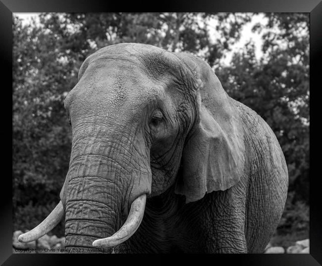 Portrait of African elephant Framed Print by Chris Yaxley